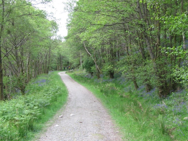 Forestry road out of Rowardennan
